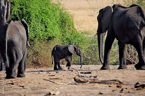 Back view of African elephant family with calf in natural habitat, Chobe national park in Botswana