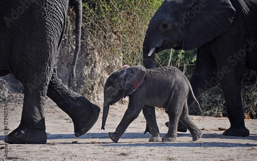 Photography Side view of walking African elephant family with calf, Chobe national park in B