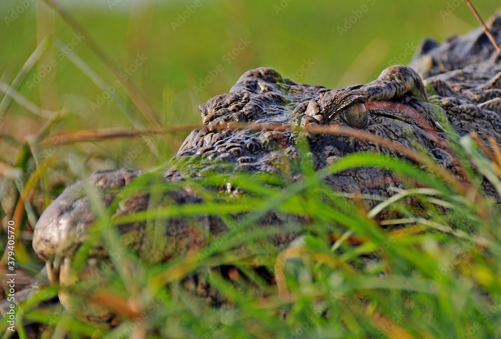 Close up of big african crocodile in natural habitat, Chobe National Park in Botswana Close up of big african crocodile in natural habitat, Chobe National Park in Botswana