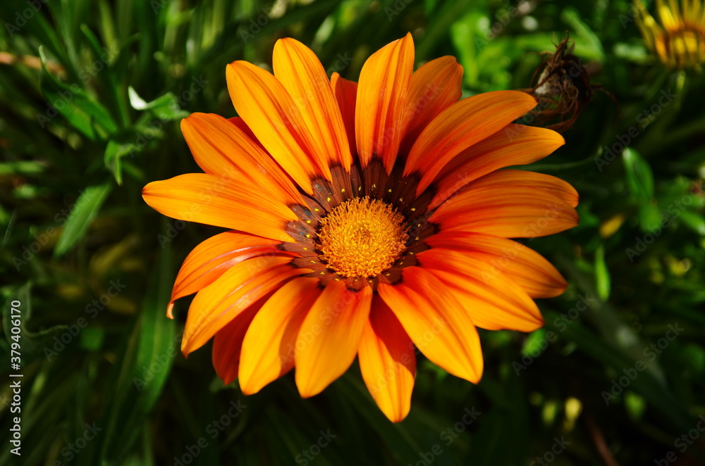 close up of gazania flower or african daisy in a garden close up of gazania flower or african daisy in a garden