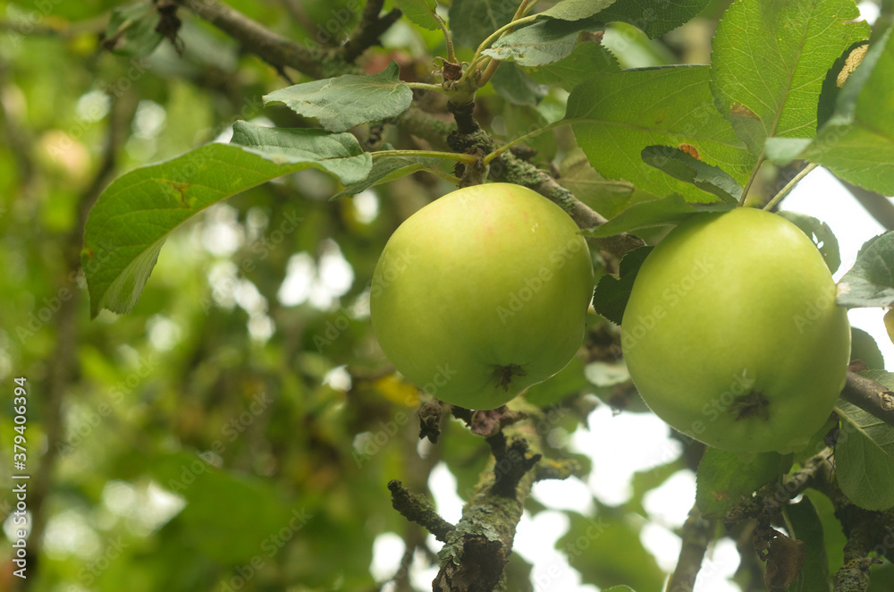 Two green apples is hanging on tree branch Two green apples is hanging on tree branch