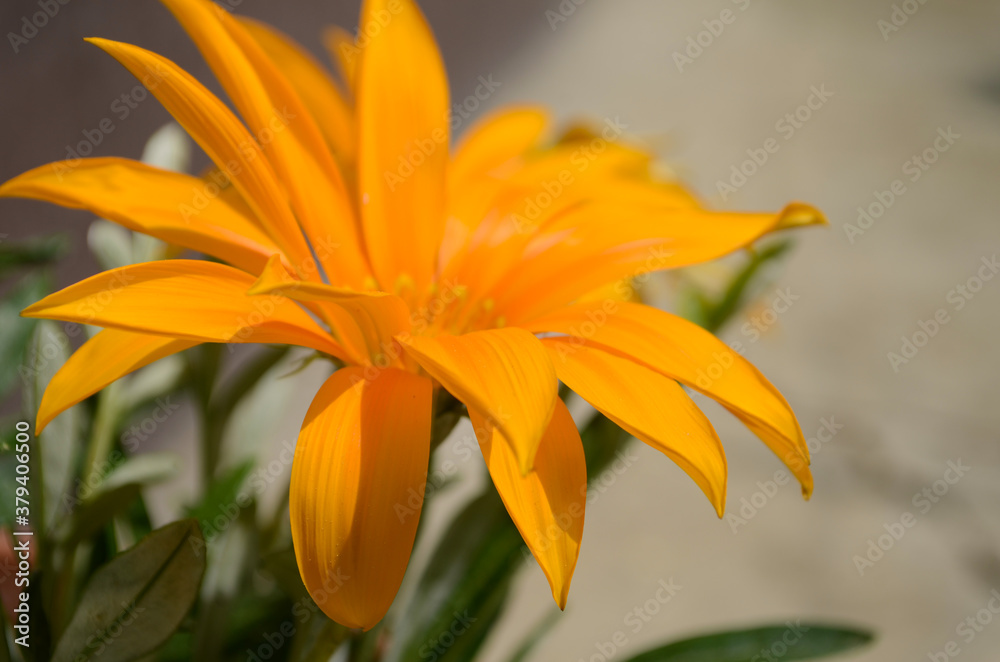 close up of gazania flower or african daisy in a garden close up of gazania flower or african daisy in a garden