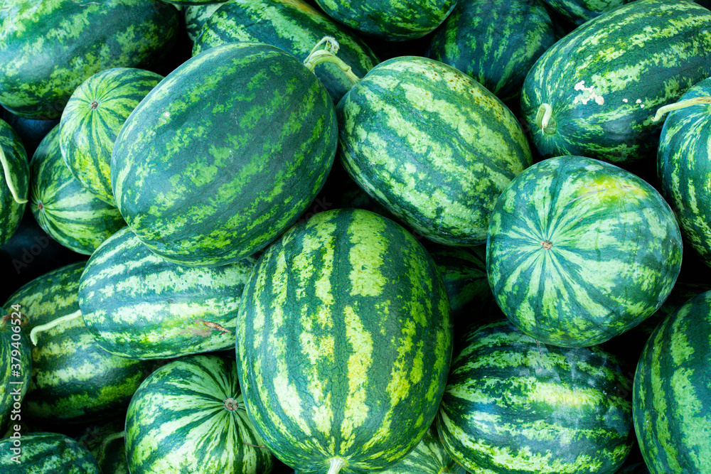 A lot of large ripe green striped watermelons A lot of large ripe green striped watermelons