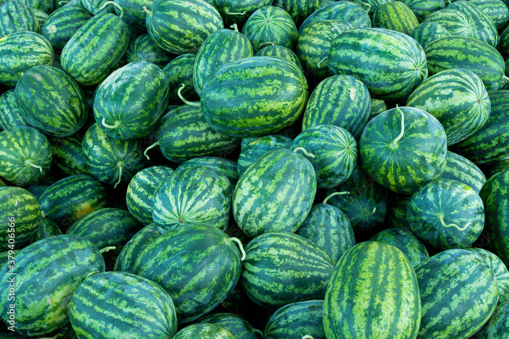 A lot of large ripe green striped watermelons A lot of large ripe green striped watermelons