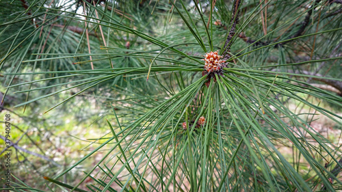 Closeup Photo Pinus Pinaster, Commonly Known As The Maritime Pine Or Cluster Pine, Is A Pine Native To The Mediterranean Region. photo