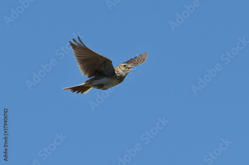 Eurasian Skylark (Alauda arvensis) singing in flight © André LABETAA