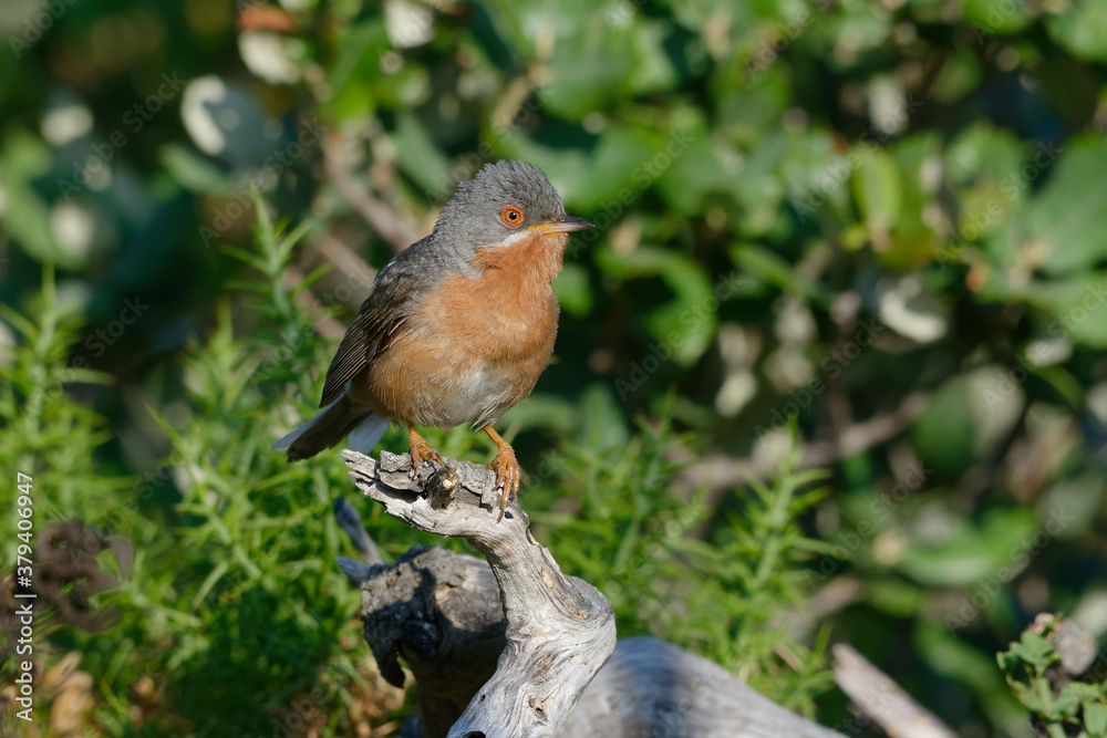 Subalpine Warbler (Sylvia cantillans) on a branch Subalpine Warbler (Sylvia cantillans) on a branch
