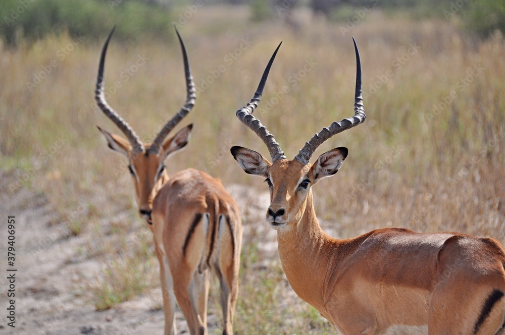 Fototapeta premium Two graceful impala males antelope in real habitat, Kruger National Park in South Africa
