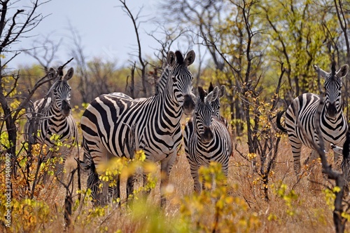 Herd of zebras grazing in natural habitat  Kruger National Park  South Africa