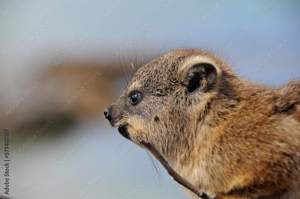 Naklejka premium A hyrax (dassies) in natural habitat, Kruger National Park, South Africa