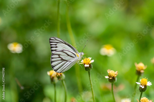 Striped Albatross Butterfly sucking nectar from yellow flowers © supanee2550