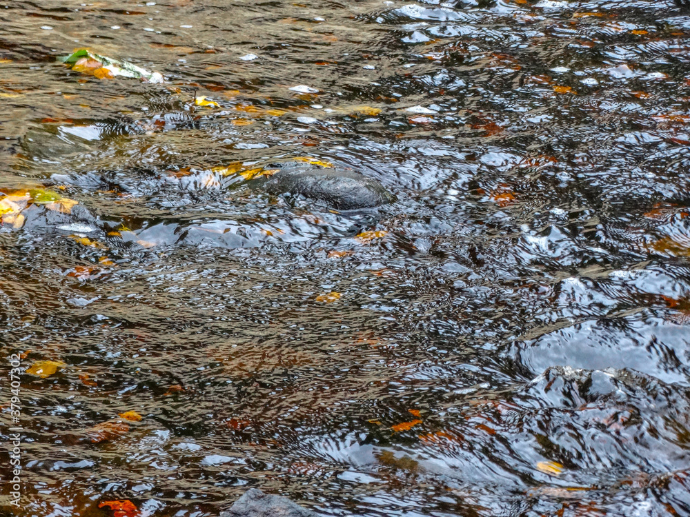 Fototapeta premium The surface of the lake with fallen autumn leaves floating in it.