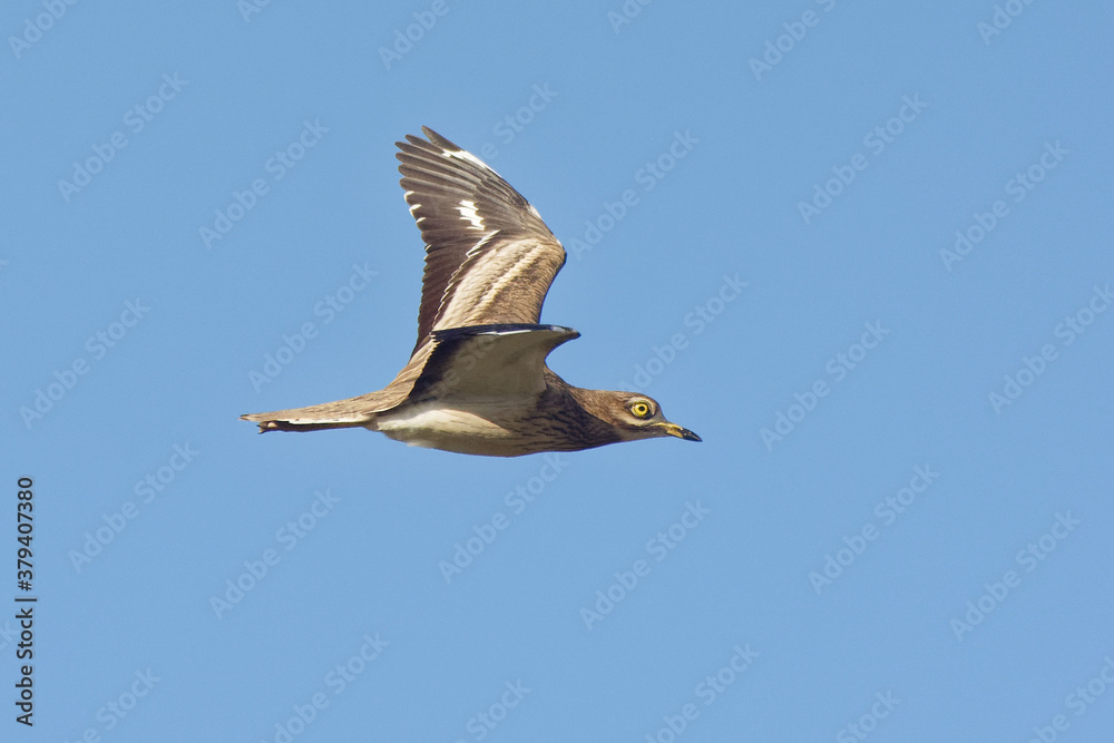 Obraz premium Eurasian Stone-curlew (Burhinus oedicnemus) flying in the blue sky