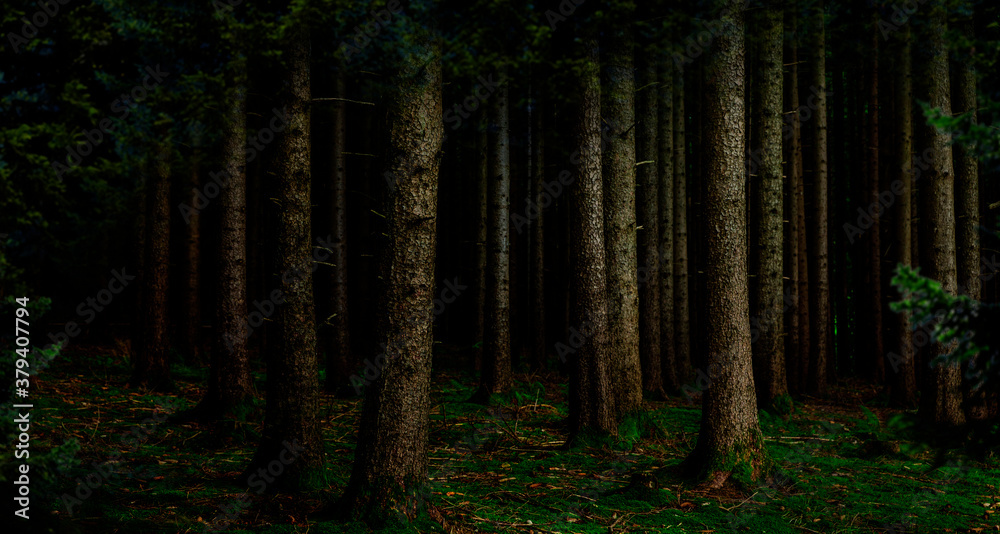 Fototapeta premium Dunkler Tannenwald bei Nacht