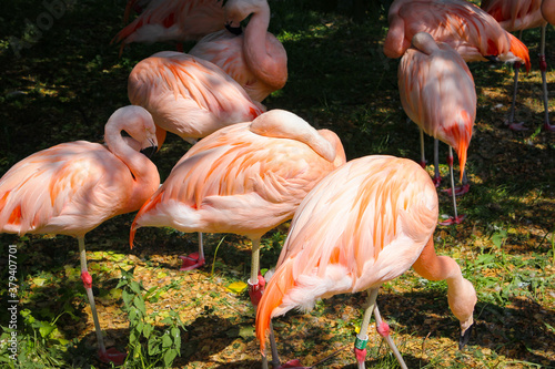A Group Of Pink Flamingos Resting On The Glade
