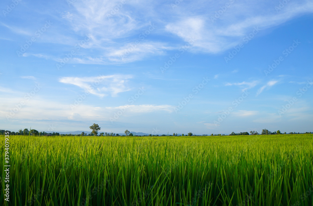 Young green rice field in the evening time. Bright Sky Ground. Countryside Landscape Under Scenic Colorful. Young green rice field in the evening time. Bright Sky Ground. Countryside Landscape Under Scenic Colorful.