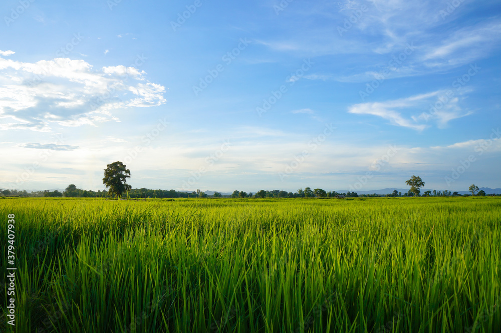 Obraz premium Young green rice field in the evening time. Bright Sky Ground. Countryside Landscape Under Scenic Colorful.