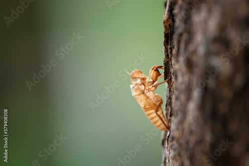 Cicada molt on tree