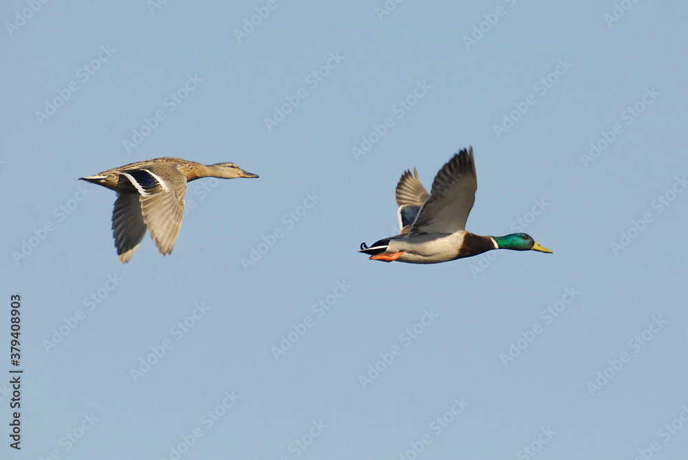 Obraz premium Couple of Mallards (Anas platyrhynchos) flying