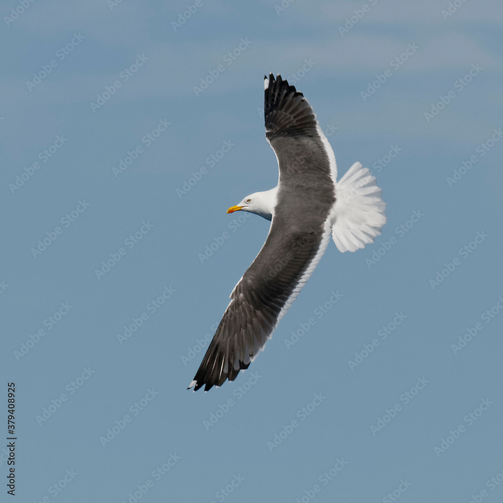Lesser Black-backed Gull (Larus fuscus) flying Lesser Black-backed Gull (Larus fuscus) flying