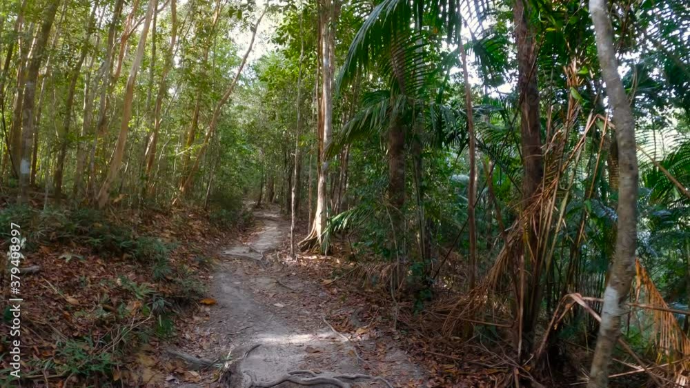 Point of view shot - walking Jungle path at deep tropical rain forest. Wild nature stock footage. Point of view shot - walking Jungle path at deep tropical rain forest. Wild nature stock footage.