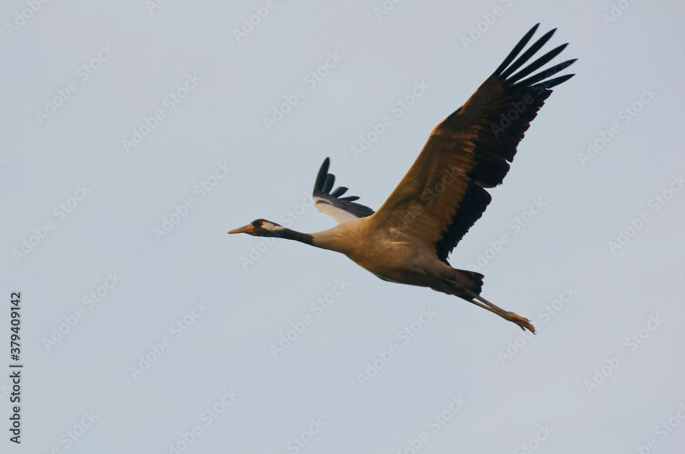 Obraz premium Common crane (Grus grus) flying