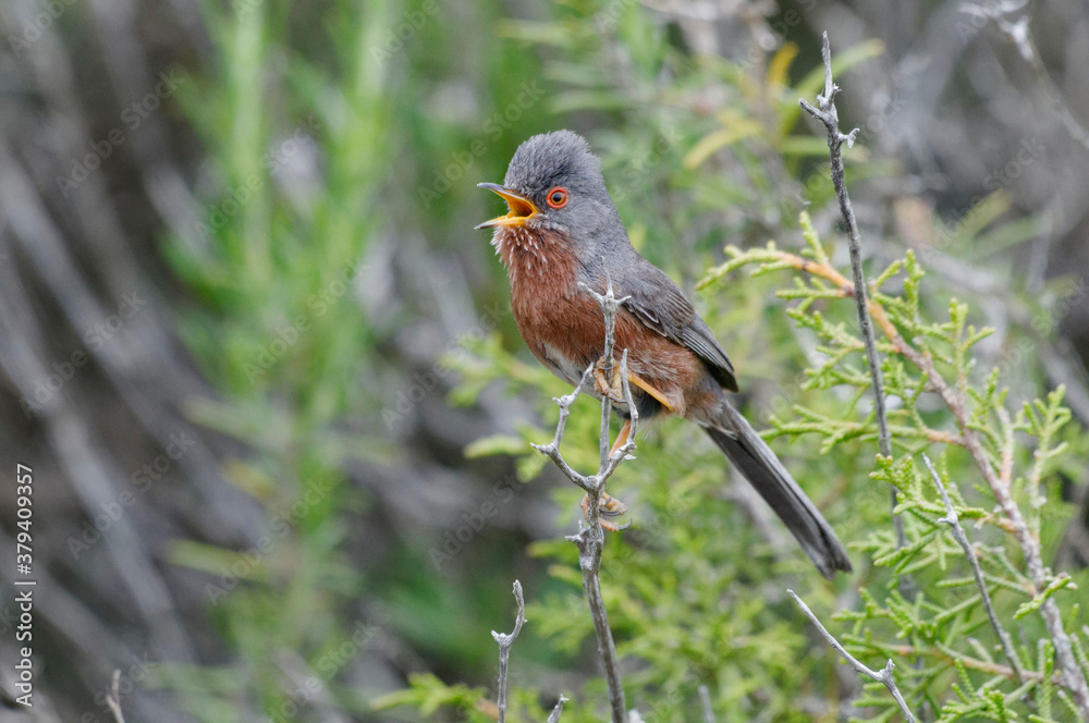 Dartford Warbler (Sylvia undata) perched on a branch Dartford Warbler (Sylvia undata) perched on a branch