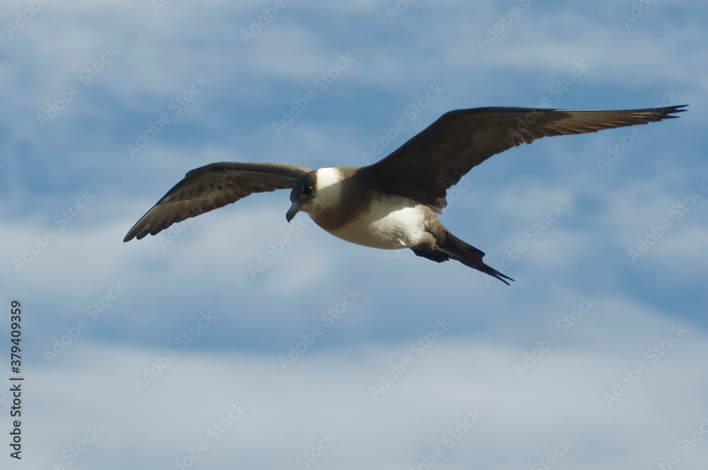 Parasitic Jaeger (Stercorarius parasiticus) flying Parasitic Jaeger (Stercorarius parasiticus) flying