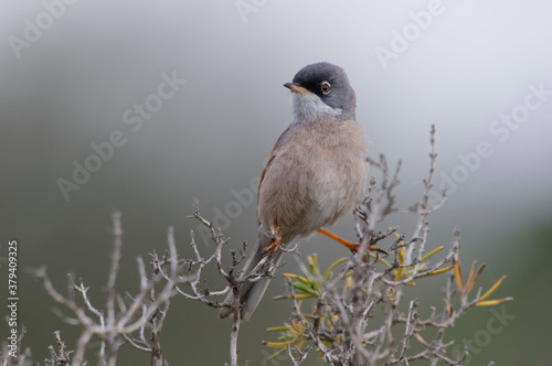 Spectacled Warbler (Sylvia conspicillata) perched on a branch photo