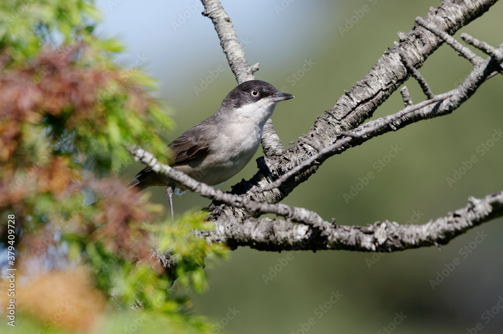 Western Orphean Warbler (Sylvia hortensis)