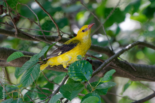 Male Eurasian Golden Oriole (Oriolus oriolus) perched on a branch