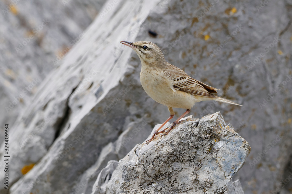 Tawny Pipit (Anthus campestris) resting on a rock Tawny Pipit (Anthus campestris) resting on a rock