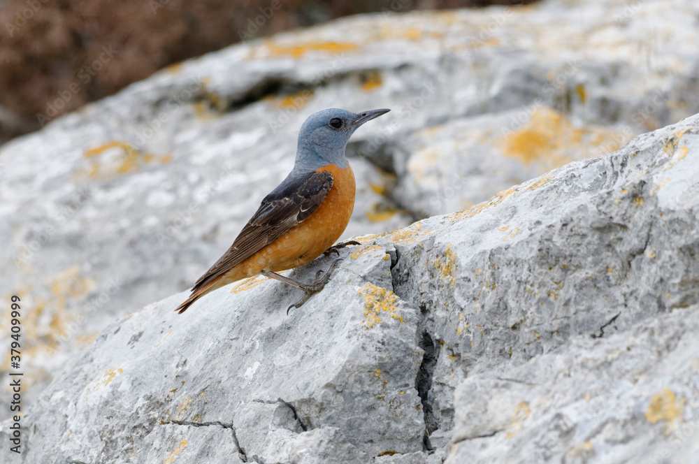 Fototapeta premium Common Rock Thrush (Monticola saxatilis) resting on a rock