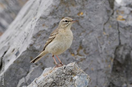 Tawny Pipit (Anthus campestris) resting on a rock © André LABETAA
