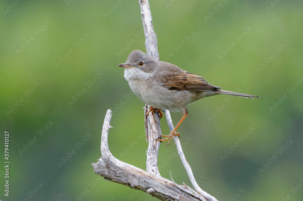 Fototapeta premium Common Whitethroat (Sylvia communis) perched on a branch