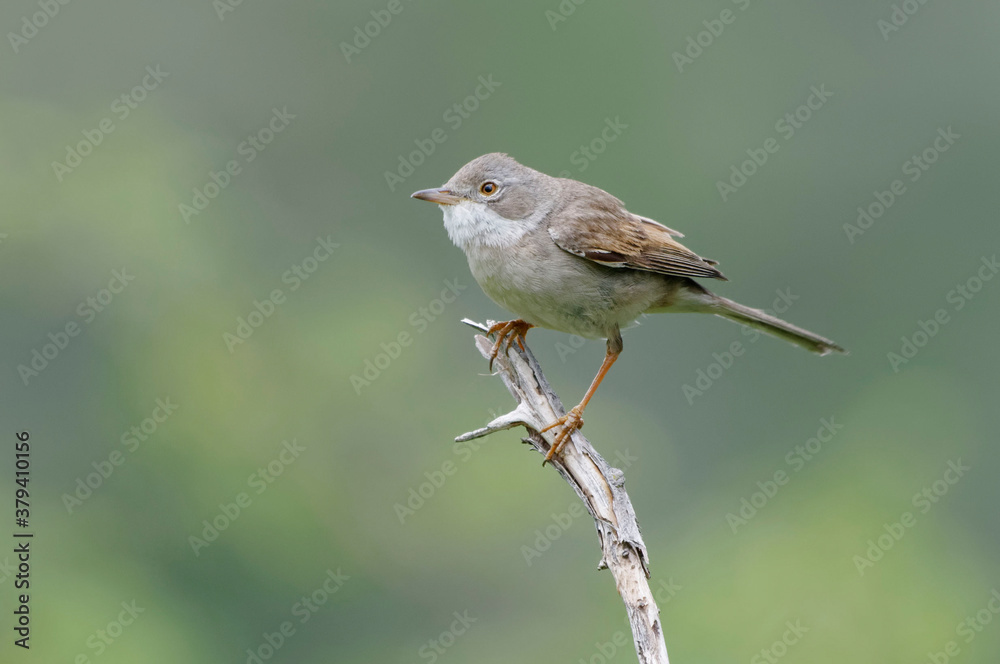 Obraz premium Common Whitethroat (Sylvia communis) perched on a branch