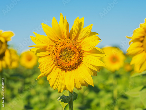 Field with bright yellow sunflowers. Close look.