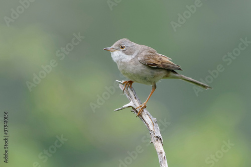 Common Whitethroat (Sylvia communis) perched on a branch