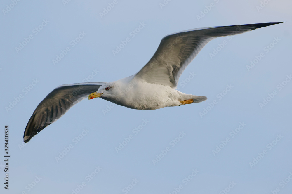 Yellow-legged Gull (Larus michahellis) flying in the blue sky Yellow-legged Gull (Larus michahellis) flying in the blue sky