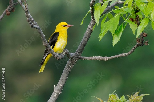 Male Eurasian Golden Oriole (Oriolus oriolus) resting on a branch