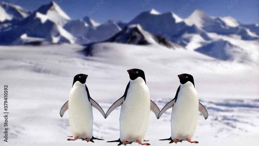 Fototapeta premium two penguins in polar regions