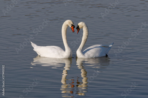 Couple of Mute Swans  Cygnus olor  