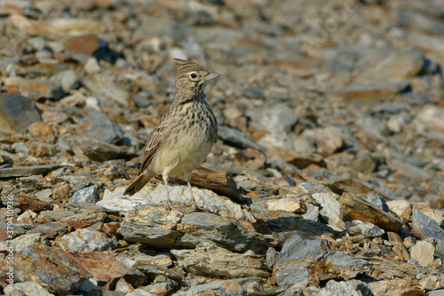 Thekla's Lark (Galerida theklae) resting on stones