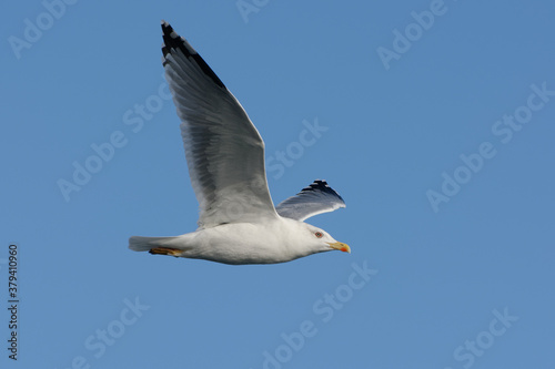 Yellow-legged gull (Larus michahellis) flying in the blue sky