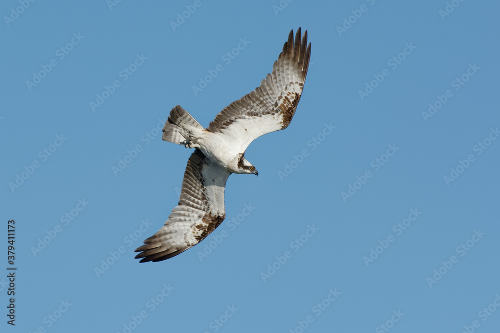 Fototapeta premium Osprey (Pandion haliaetus) flying