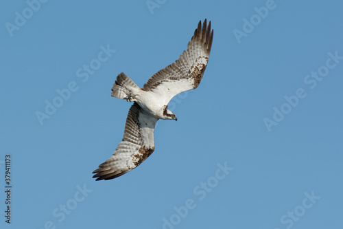 Osprey  Pandion haliaetus  flying