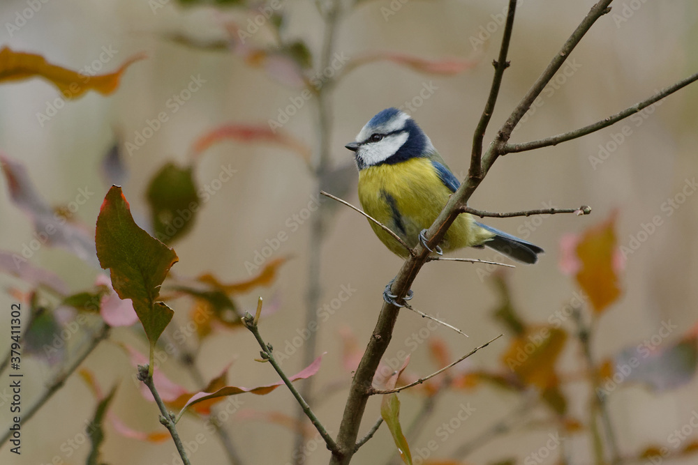 Obraz premium Eurasian Blue Tit (Cyanistes caeruleus) on a branch