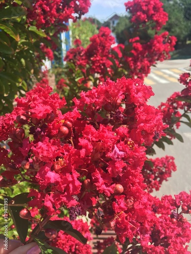 Fototapeta Naklejka Na Ścianę i Meble -  red flowers in a garden