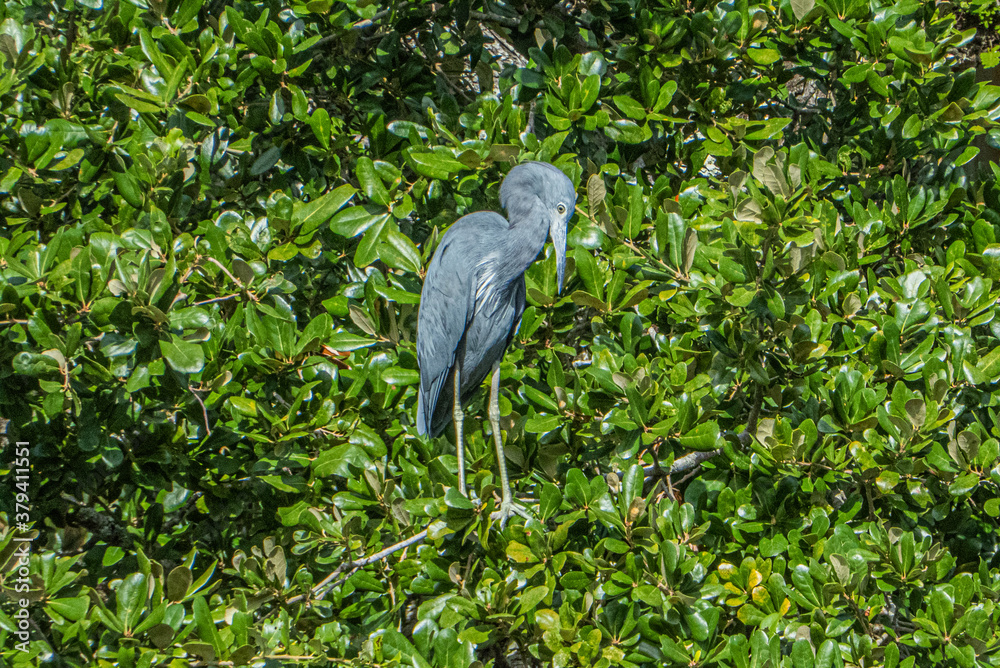 Fototapeta premium Little Blue Heron