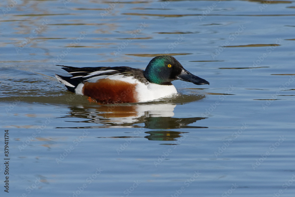 Male Northern Shoveler (Spatula clypeata) on the water Male Northern Shoveler (Spatula clypeata) on the water